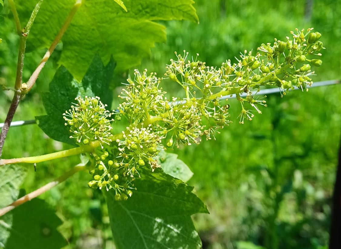 Inizio fioritura dei grappoli di Matilde