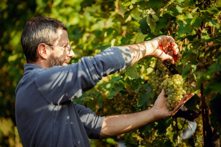 Harvesting the best grapes for Matilde Prosecco